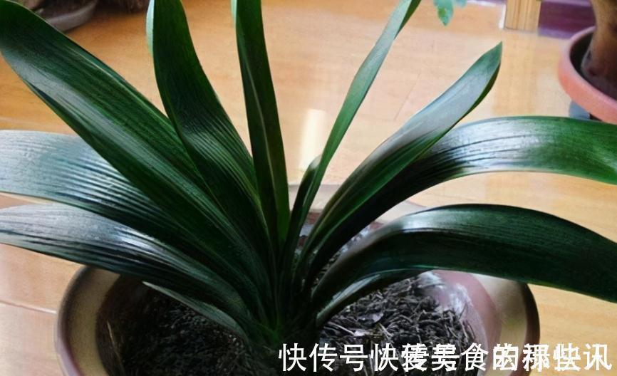 腐熟|君子兰容易饿,盆里用3种肥,根系壮,片油绿,开花旺