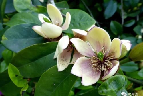 适合做盆景植物，室内养护也简单，重要的是观赏性强
