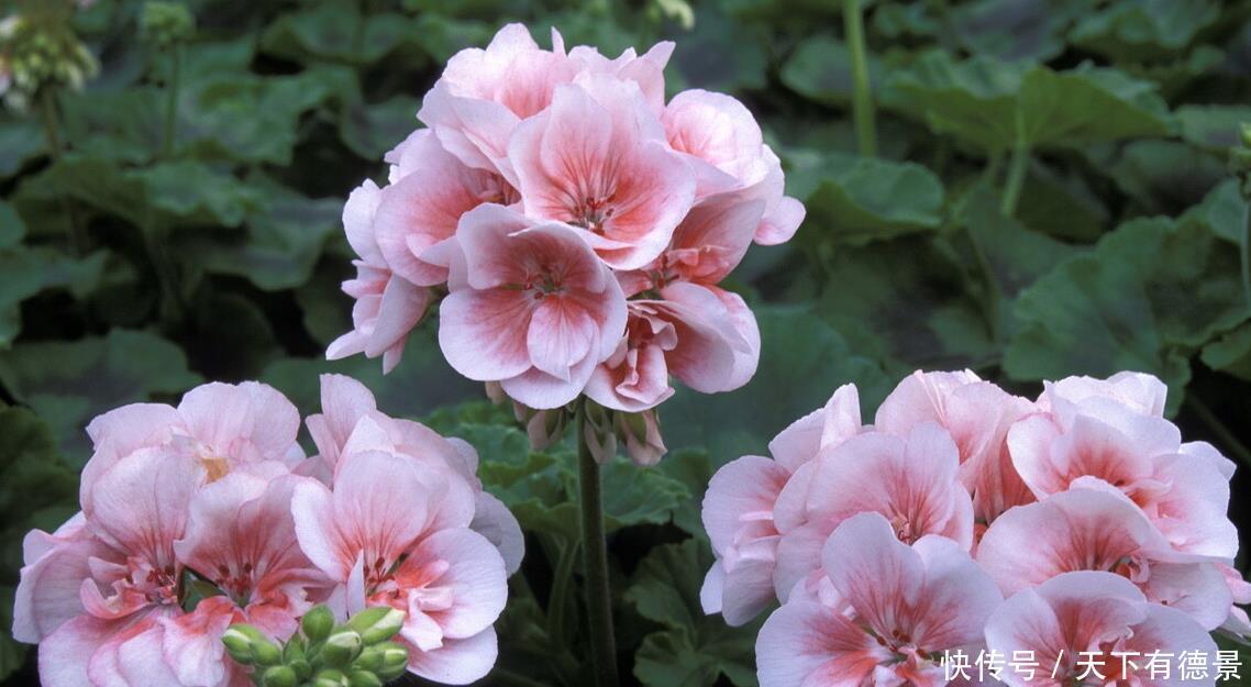 阳台养花学会“组合”，开花就像接力赛，这盆开完那盆开