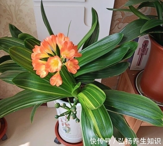 家中养君子兰,学会4个“方法”,叶片整齐油亮,棵棵开花大又艳