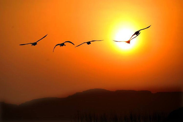 洪魔&白雪行者诗30首满山霜叶红如火,谁把相思都点燃