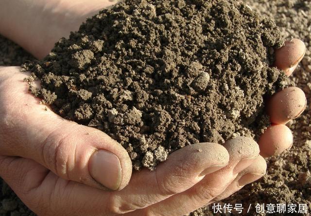 果子|盆栽柠檬只开花不结果?春天做好4件事,夏天果子满枝头