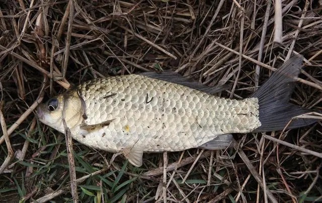 冬天钓鱼,就用这几种窝料,学会如何使用,上鱼速度让人嫉妒