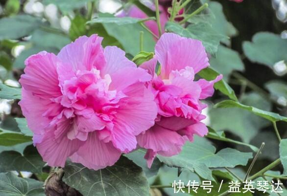 漂亮|此款花卉,好养易爆盆,1年四季开不停,颜色漂亮又好养