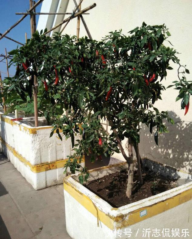 她在花盆里种了棵辣椒,一年能结7、8斤,第二年长成盆景,又结果