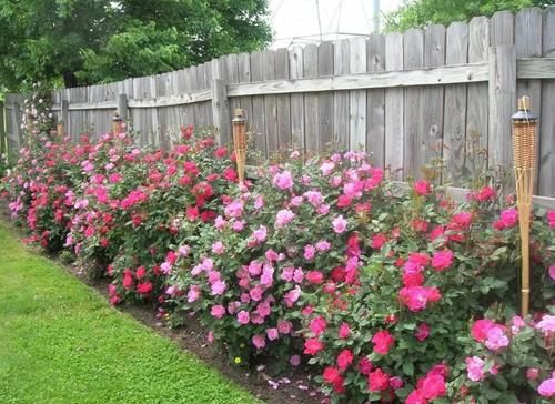 门前养花，选这“4款”就该“贱养”，少管点枝叶旺、开花勤