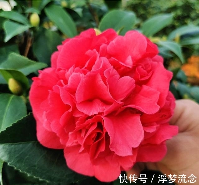 花型|此花卉，是植物界的“万岁爷”，比牡丹还美，花期200多天