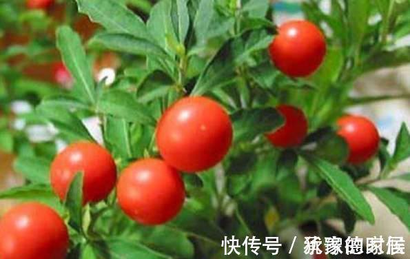 15种花有毒，家里有老人、小孩、孕妇或宠物的，要慎养