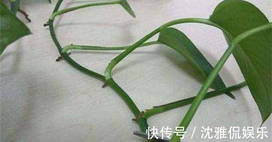 绿萝|绿萝有个生长“小机关”，保护好藤条呼呼长，比施肥还管用