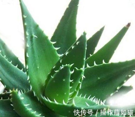 农历9月30日霜降后，养什么花？以下3种花，福泰安康合家欢乐