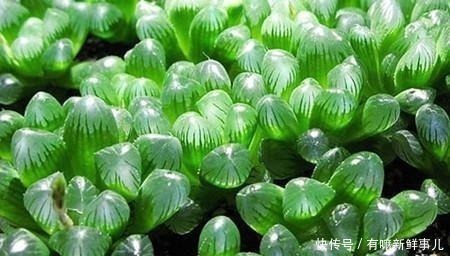 烂根|多肉半死不活,浇水也不行教你3招,吹气般的胖起来!