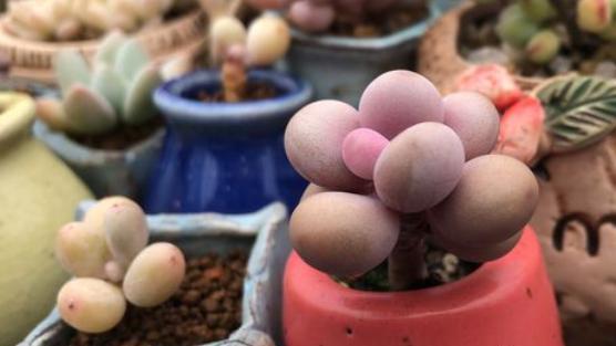 想让多肉出状态,从“2方面”下手,根壮叶肥,越长越美