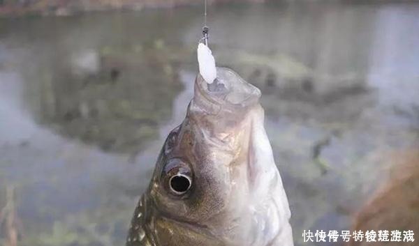 鲫鱼|野钓万能饵料,小鱼不闹窝只把大鱼钓!