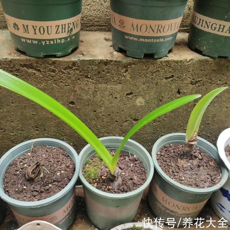 花盆|冬天养花,遇到这4种情况千万别换盆,不然花都死光了