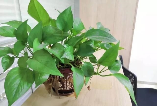 绿萝长气根“别乱剪”,找对原因“用对肥”,半年长到2米