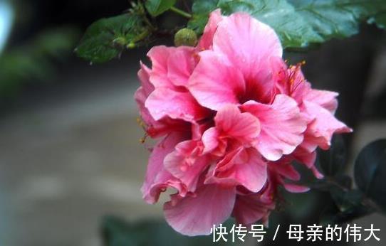 呢木槿花|木槿花该怎样种植呢木槿花养殖方法和注意事项