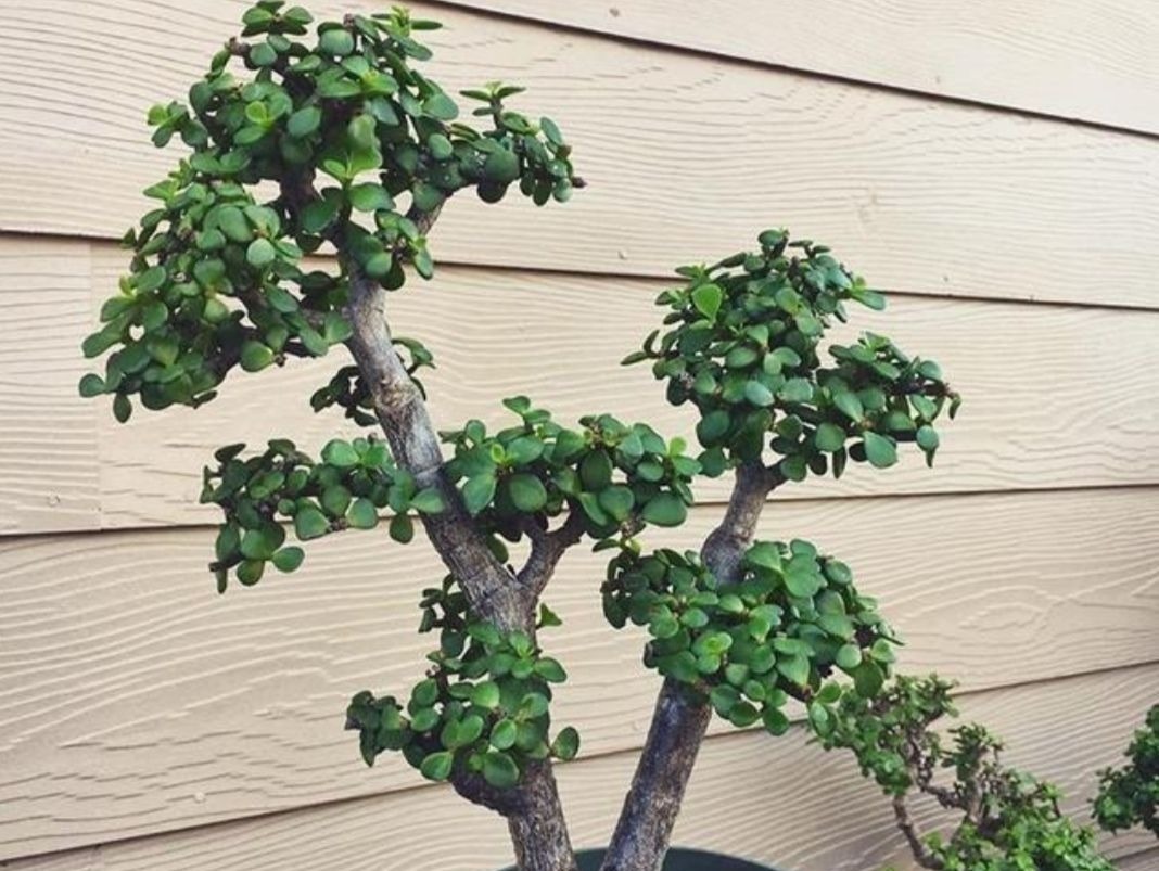 2种植物长得快,三五年养成老桩,越养越值钱