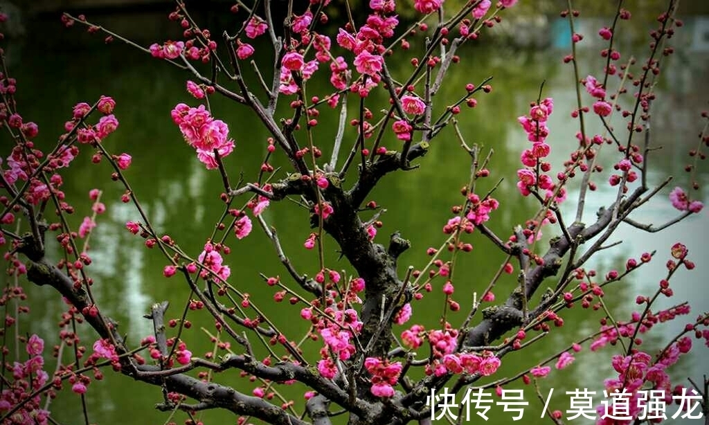 咏梅花$咏梅花最优秀的10首词排名,前两名伯仲之间,从这一角度分出高低