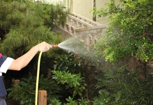 黄豆水养花太臭了试试把“它”埋土里，效果比黄豆水强多了