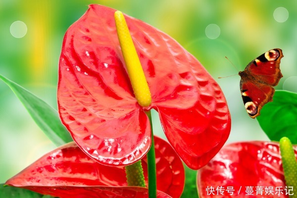 土壤|中国人讲究喜,5种“吉祥花”富贵喜庆,寓意牛年好运滚滚来