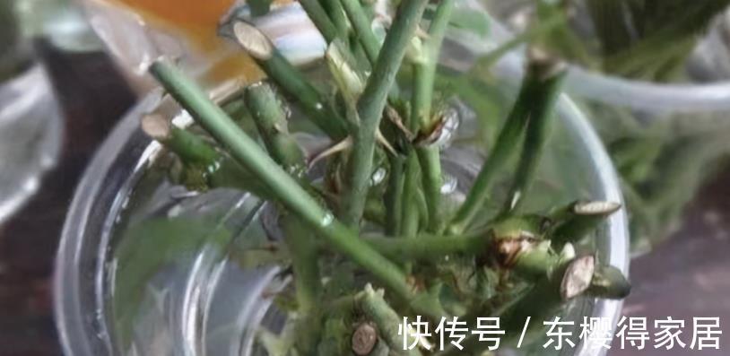 花友们|柳树全身是宝,取些枝条自制生根水,养花人轻松省下买肥钱