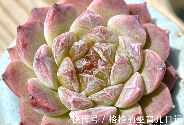 多肉冰魄不是冰玉,虽然名字只有一字之差,但它有2个明显的特征