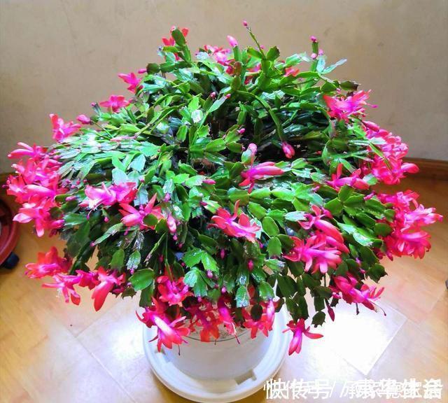 邻居浇花从不用清水,2种营养水浇灌,养啥花都爆盆