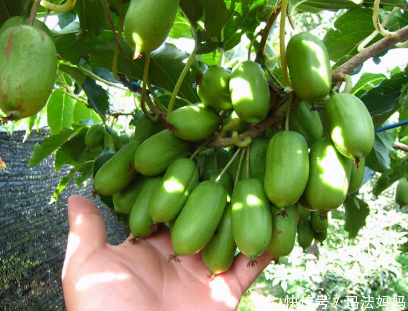 栽种|建议各位:院子里栽果树,别只盯着无花果树,一新品种果树,火了