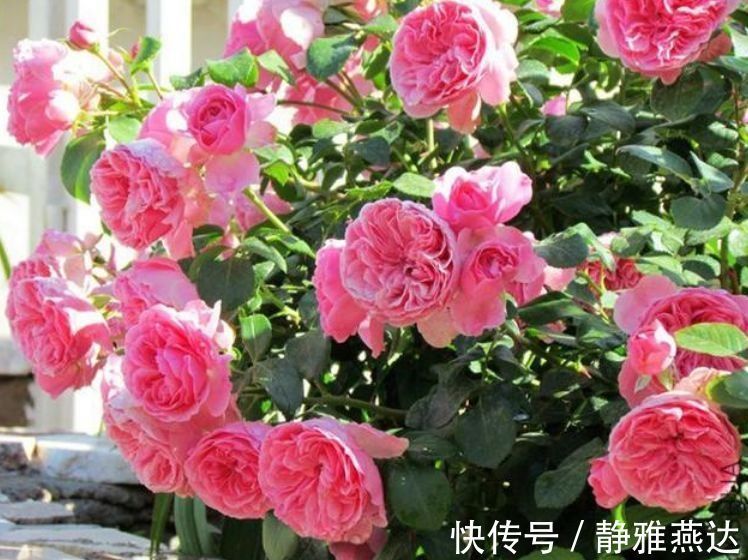 花期|养花就养个花期长的,一次开花100朵,阳台开成花海!