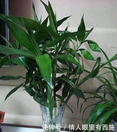 种花|家里有养6种花,不要傻傻拿去晒太阳,一晒就出问题