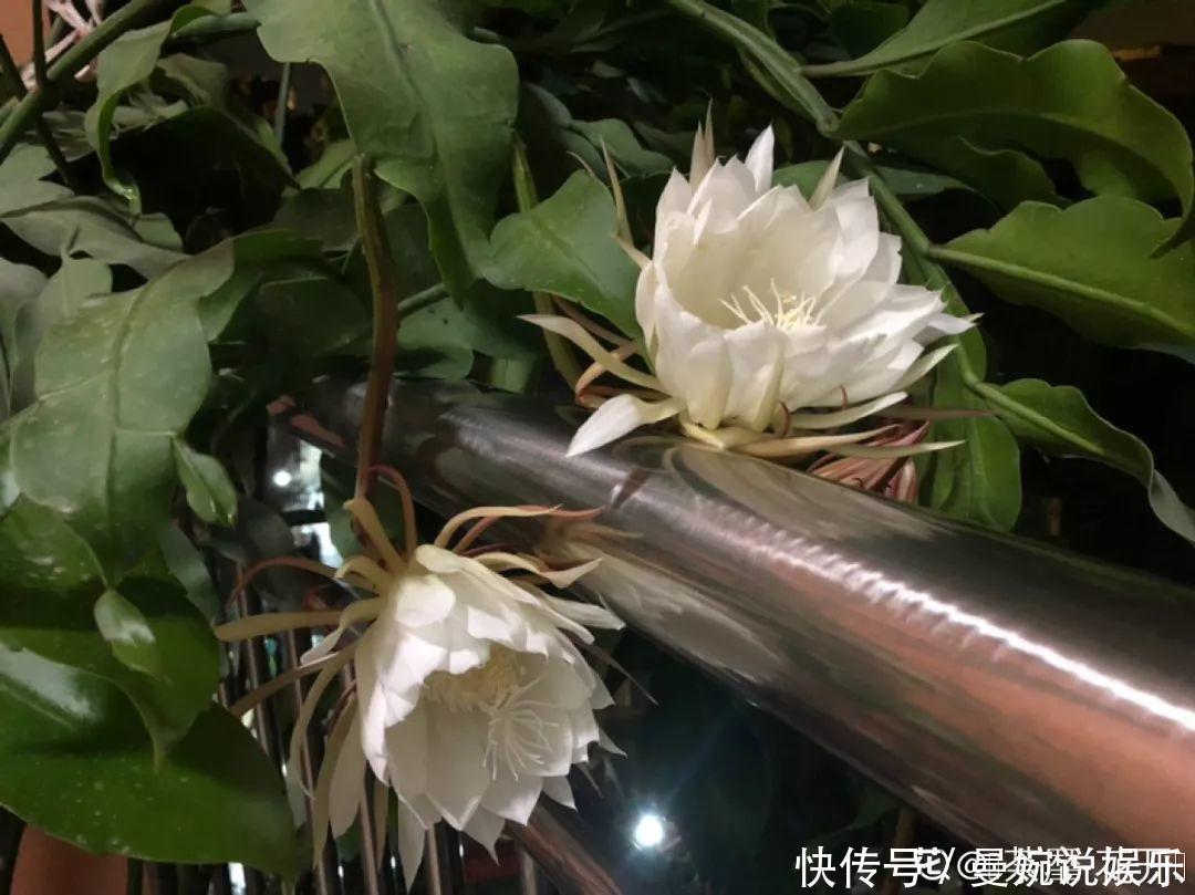 这花真稀罕,刚开花就被掐光了,花钱未必买得到!