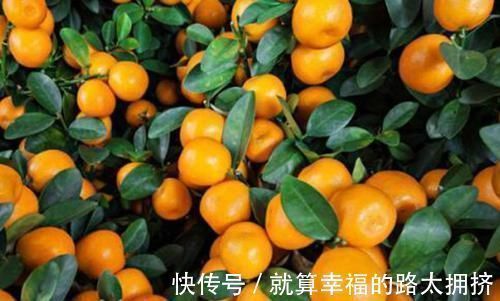 冷水果|橘子营养丰富好处多,吃完橘子之后1小时,3种食物不能吃