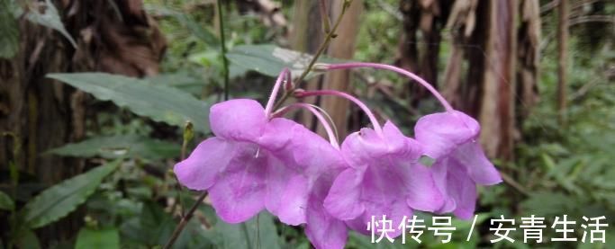 草药|这种能续筋接骨的草药，长在路边，竟无人认得，中医，真的式微了