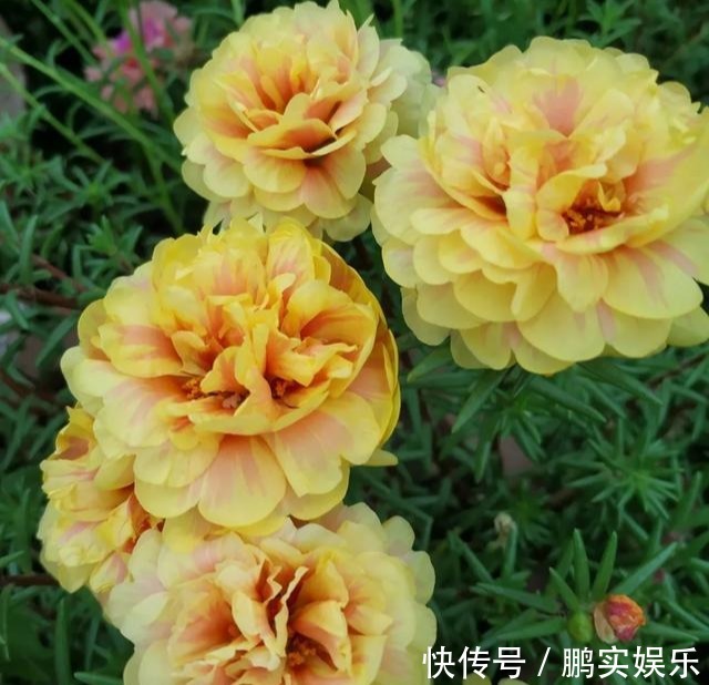 养护|养花技巧粗生粗养也能四季开花!少养1种都觉得亏了