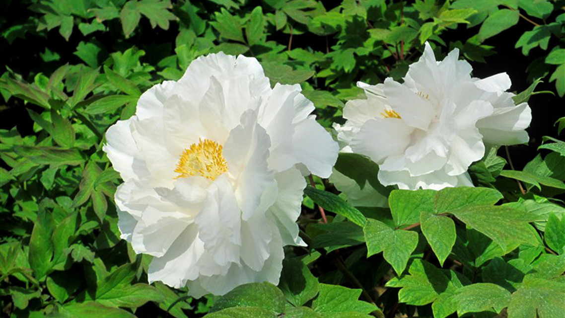 牡丹真国色&刘禹锡为了抒发壮志,写了一首诗赞扬牡丹,最后两句流传千古