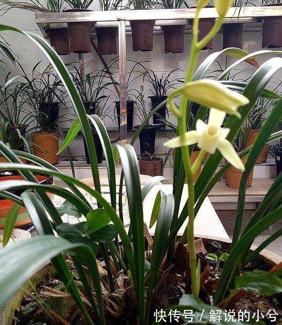 10年老花农养兰秘诀，往花盆加2玩意，根粗叶绿，开花旺