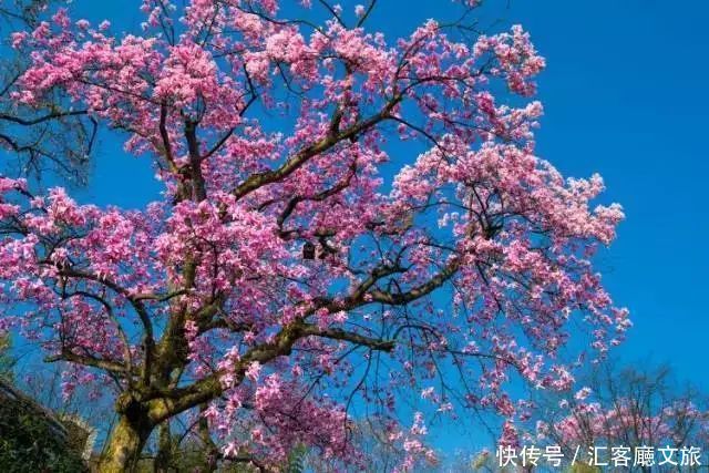 淋一场烟雨，遇一场花事，9个三月花海刷屏的地方