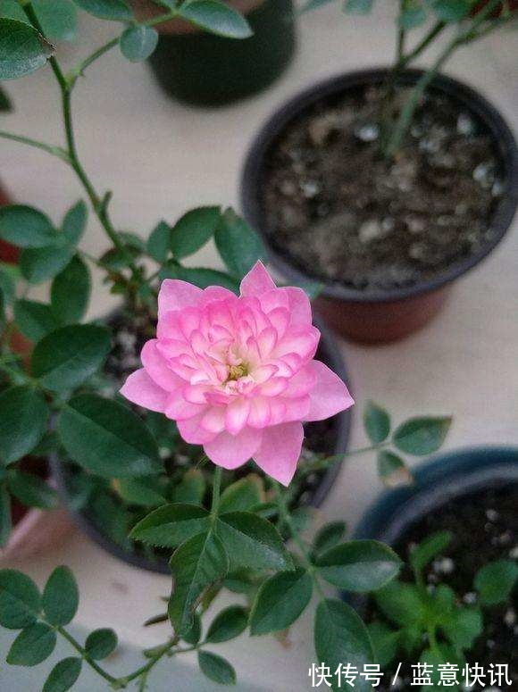 这花咋长的月季的身体却开出朵朵莲花，香气袭人太带劲！