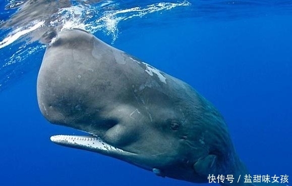 粪便|世界上最值钱的粪便没有之一,捡到一块一辈子不愁吃喝!