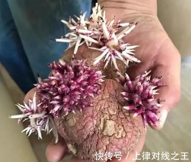 土豆|土豆发芽有多恐怖!26张照片告诉你,它才是这个星球最神奇生物