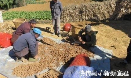 魔芋豆腐|亩产超3吨,全株有毒,手碰到也奇痒难忍,出口国外成高端食材