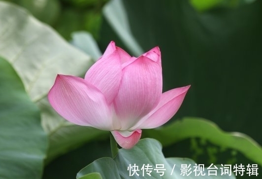 桃花|步入9月中旬，4属相桃花多正财旺，事业进步，日子一顺百顺