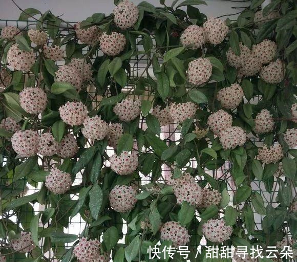 三角梅|6种“爬藤花”,美上天际,种上一株,就能赏几十年!