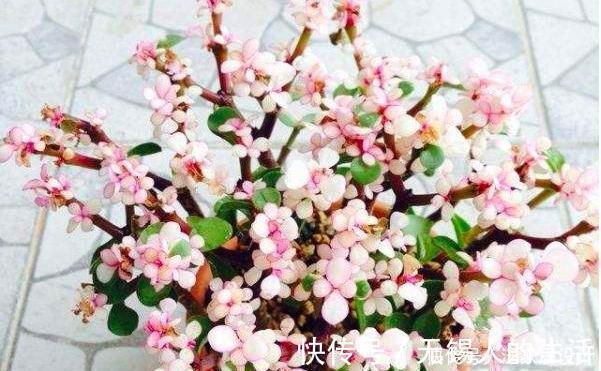 金枝玉叶修剪教程,剪下的枝条扦插,一盆变多盆