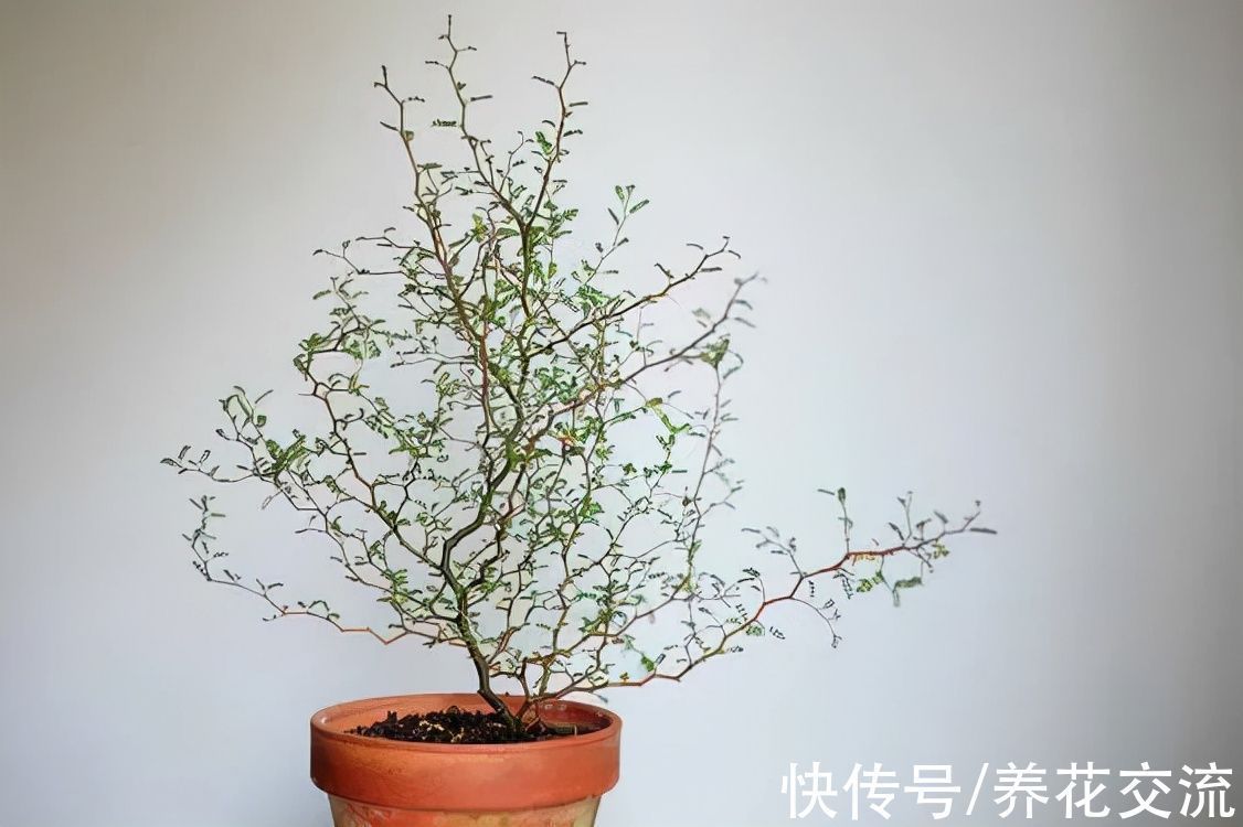 很少花友养的网红“童话树”,可真不难养,你会觉得好看不?