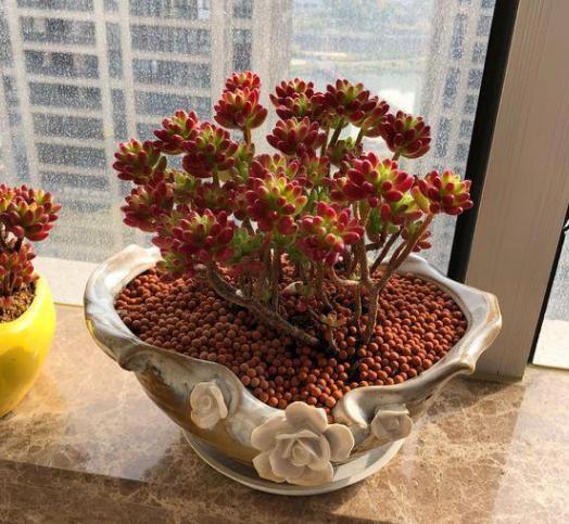 想在客厅搁置多肉老桩就摆放这4款盆景，难度低、美得像花