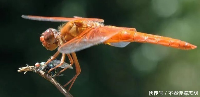 蜻蜓不足1克重飞了6400公里,横穿印度洋,打破生命极限值