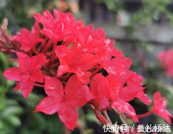 白雪花|以前只知道有蓝雪花,原来还有白雪花、红雪花,你都见过吗