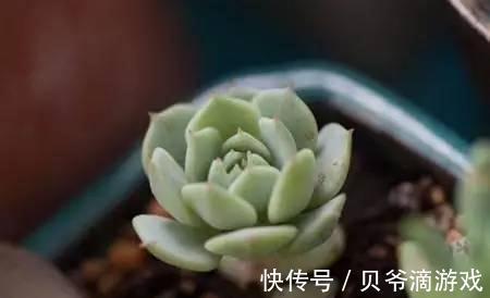 水和光多少是适量,50种常见多肉植物度夏攻略