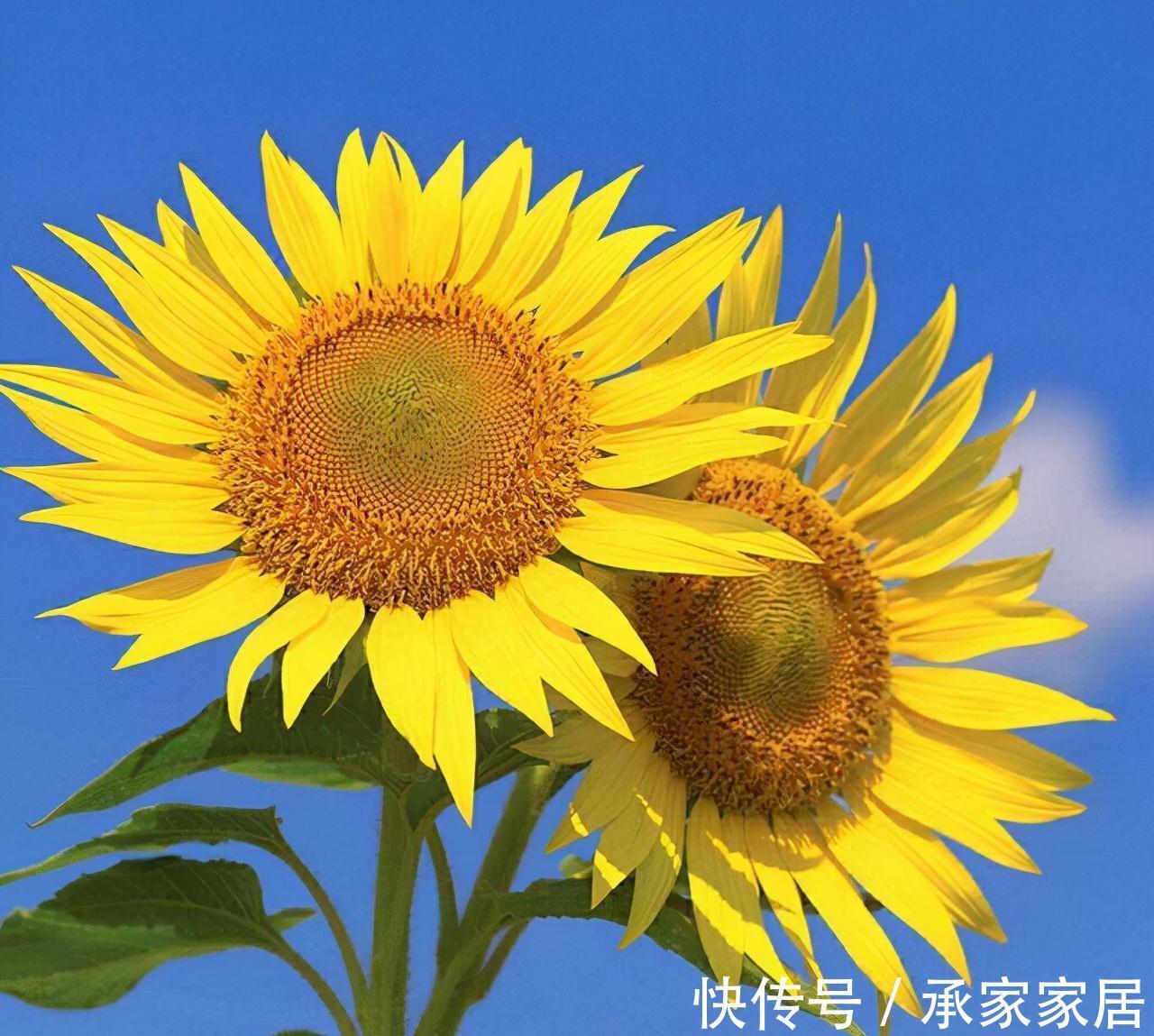 农历九月十八霜降后，养什么花？家里养3种花，顺心如意富贵吉祥